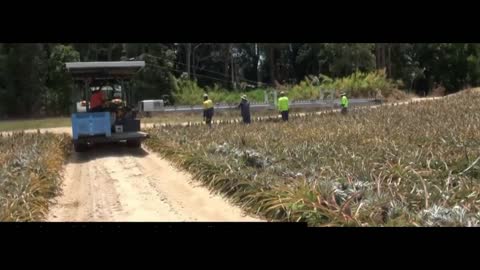 The pineapple harvest is great