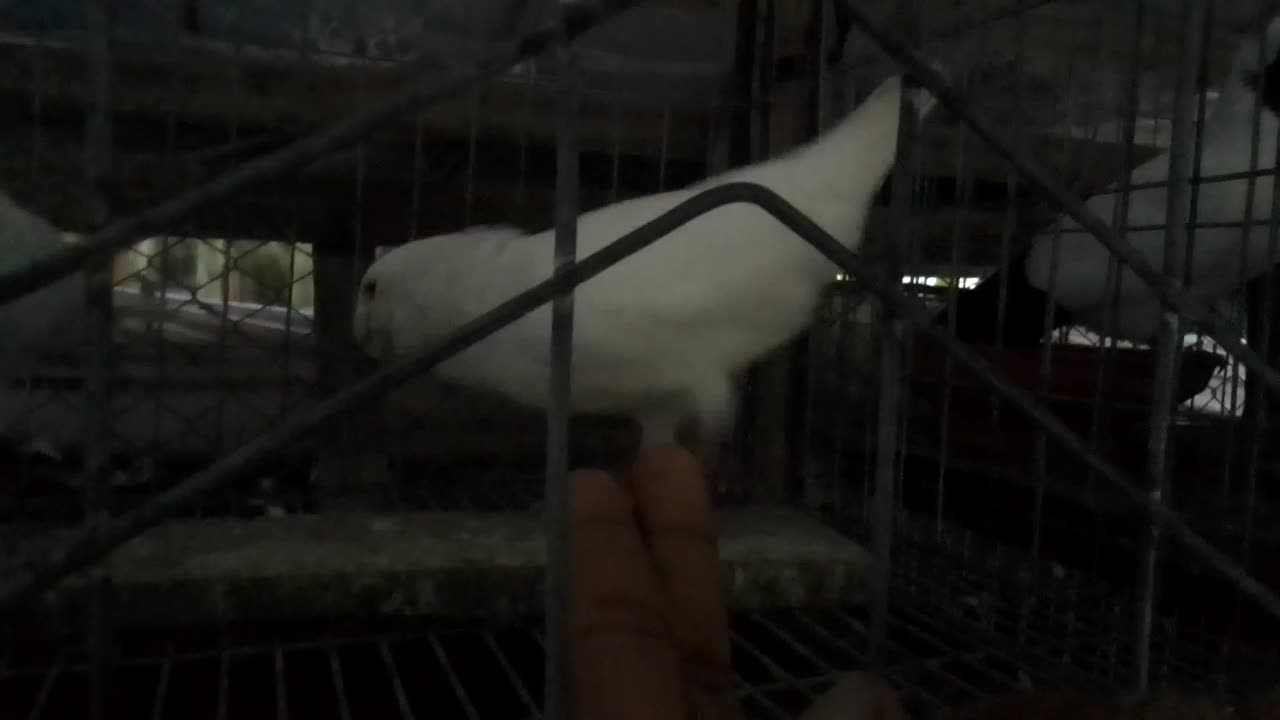 Angry Pigeon in my home , animals loves