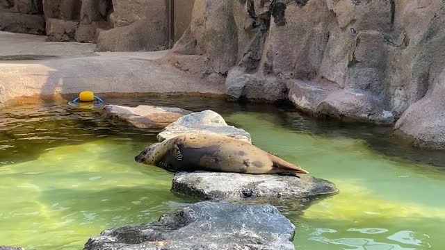 Spotted seal taking a nap 2