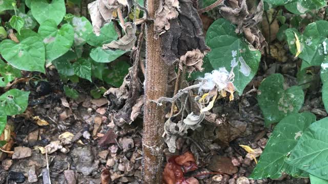 Life on a dead sunflower