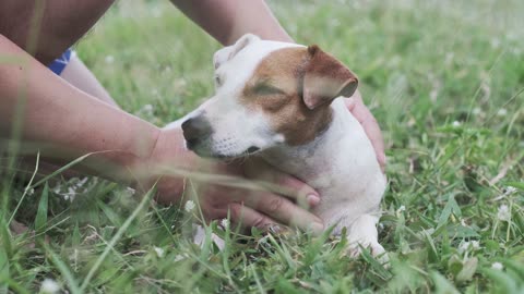 Man Petting The Dog's Head With Love