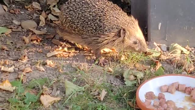 Igel Im Garten