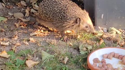 Igel Im Garten