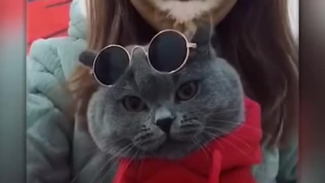 Cute cats Funny video Rumble