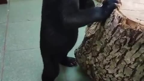 White crested black bear cub