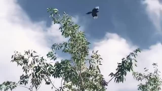 Look at the blue sky and white clouds and a lovely bird