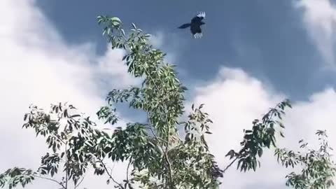 Look at the blue sky and white clouds and a lovely bird