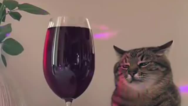 Funniest Cats 😹- Best Of The 2022 Funny Cat Videos 😂- Funny Cats HD