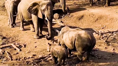 When Animals Messed With The Wrong Opponent !