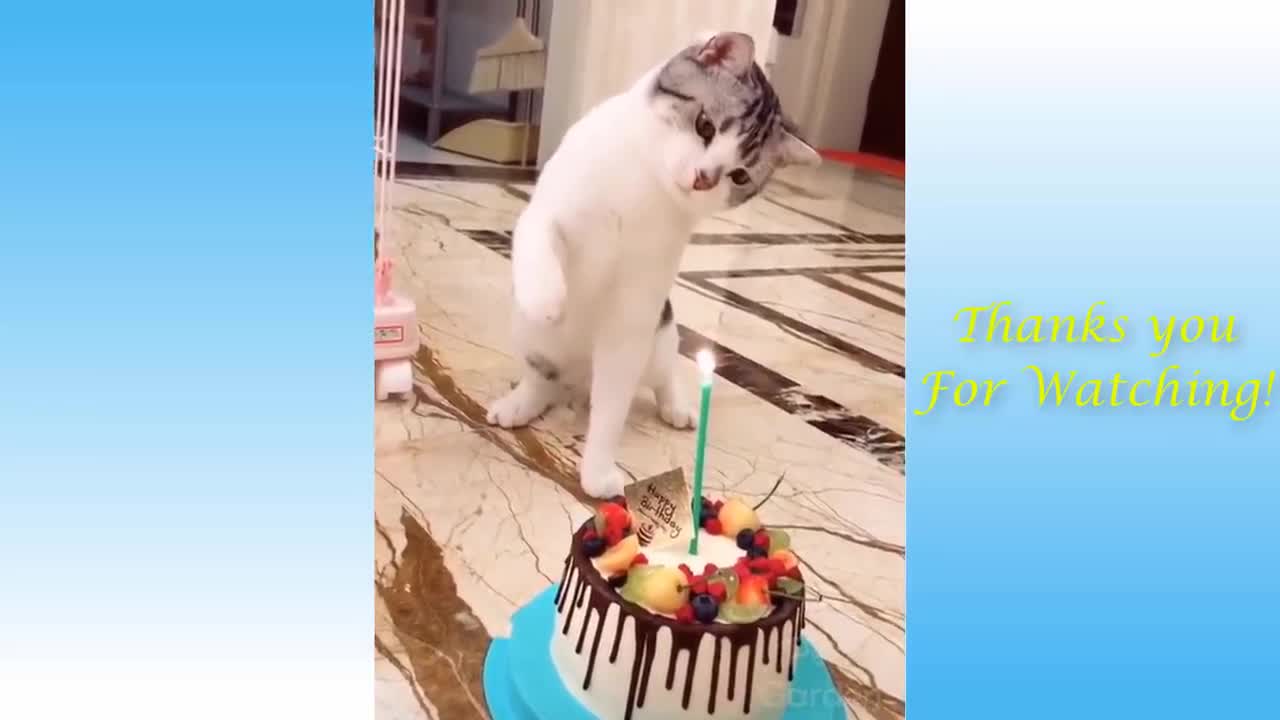 Cute Pets And Funny Animals going nuts!