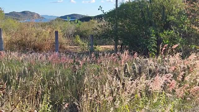 SOLO DO NORDESTE BRASILEIRO.