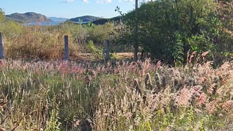 SOLO DO NORDESTE BRASILEIRO.