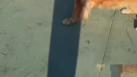 Play the dog
