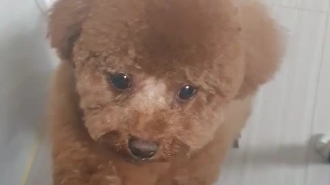 A puppy with a lot to say to her mother
