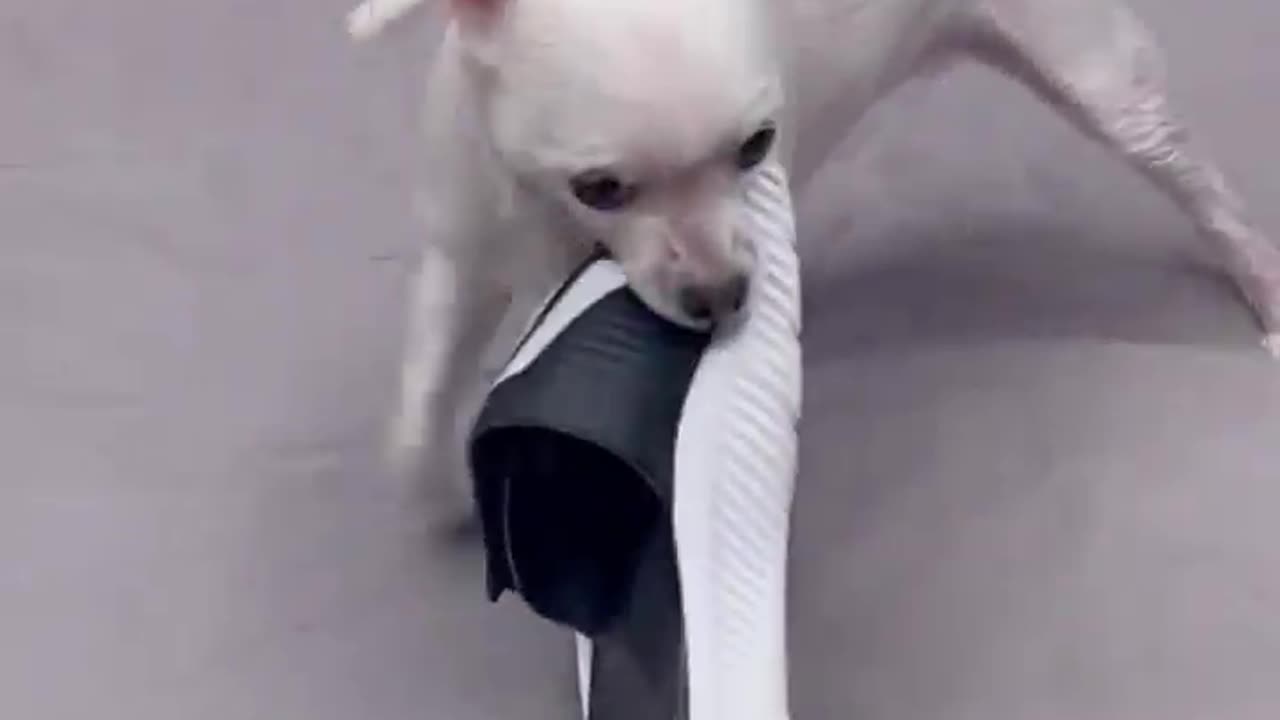 A cute dog playing with big shoes