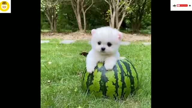 kp01-Mini Pomeranian-Funny and Cute Pomeranian