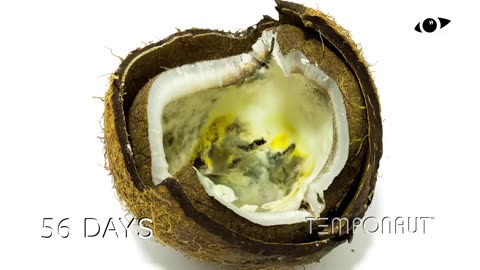 Coconut Time Lapse