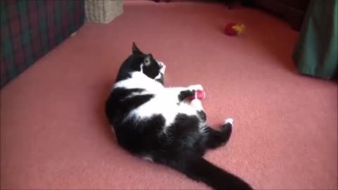 (Very cute) Lazy Cat Playing