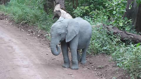 Dancing Elephant Baby