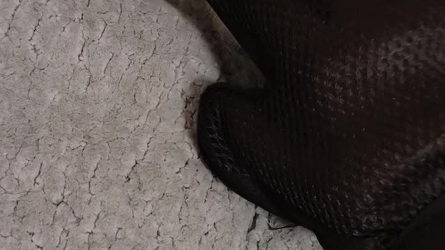 Wear gloves to remove hair from the kitten