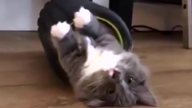 Funny Cat Video | Funny Animals Fails Tiktok | Viral YouTube