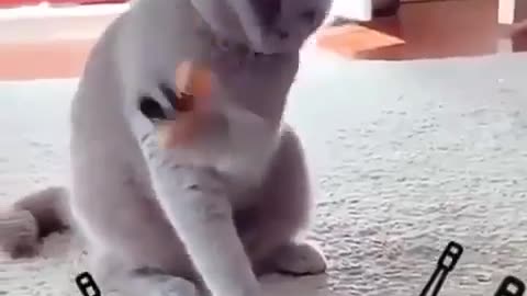 Funny cat