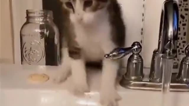 How does a kitten fall into the tub?