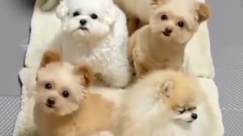 Cute cute baby dog