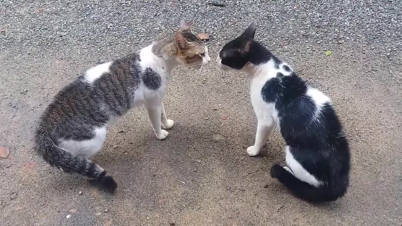 Fighting cats with scary voices😉😂