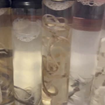 Un altro imbalsamatore inglese, John Olooney, mostra quello che sta trovando ....