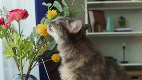 Cat sniffing flowers on table in living room. Kitten sitting at workplace desk close-up