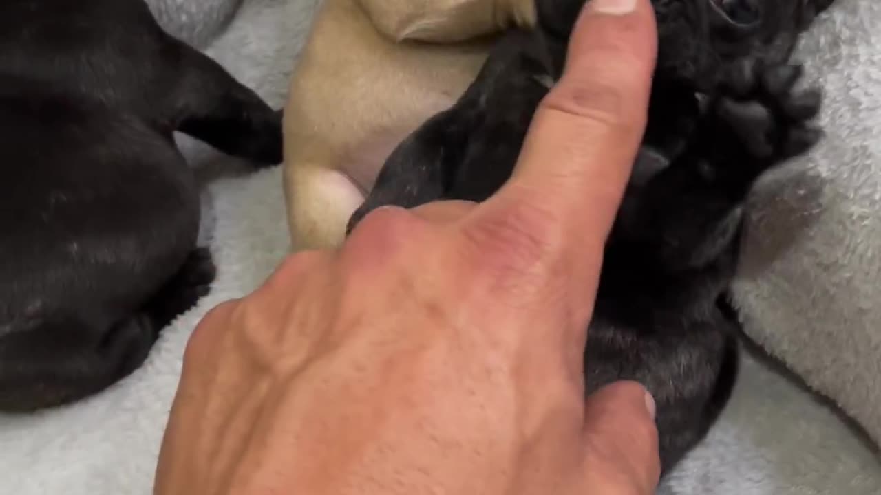 Little pup big cuddles🥰