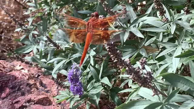 Orange 4 inch dragonfly in Las Vegas