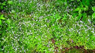 Blue eyed grass