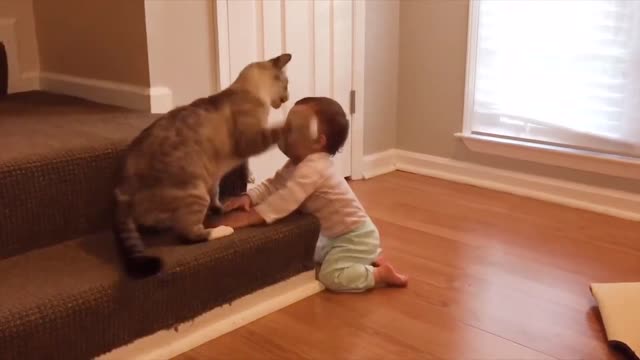 Funny videos of baby and cat playing together