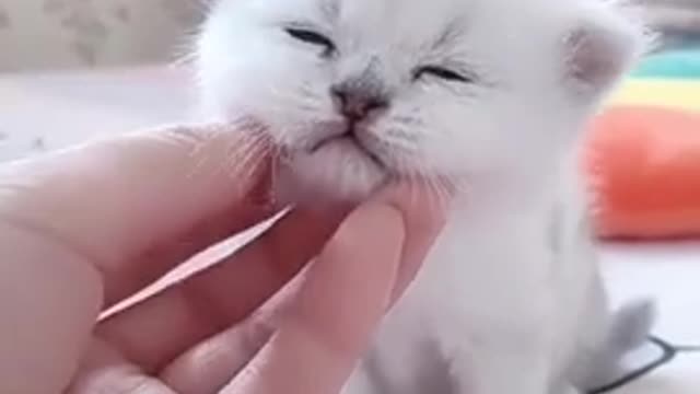 Cute kitten baby cat fuuny cat video