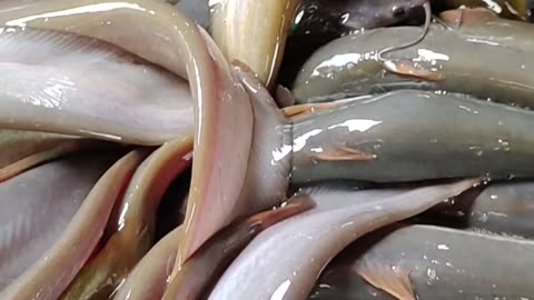 Amazing Shing Fish Video In Fish Market#shorts