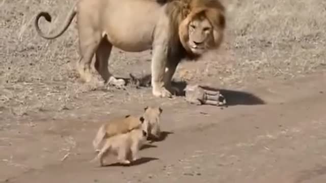 Lion dad ditches his kids