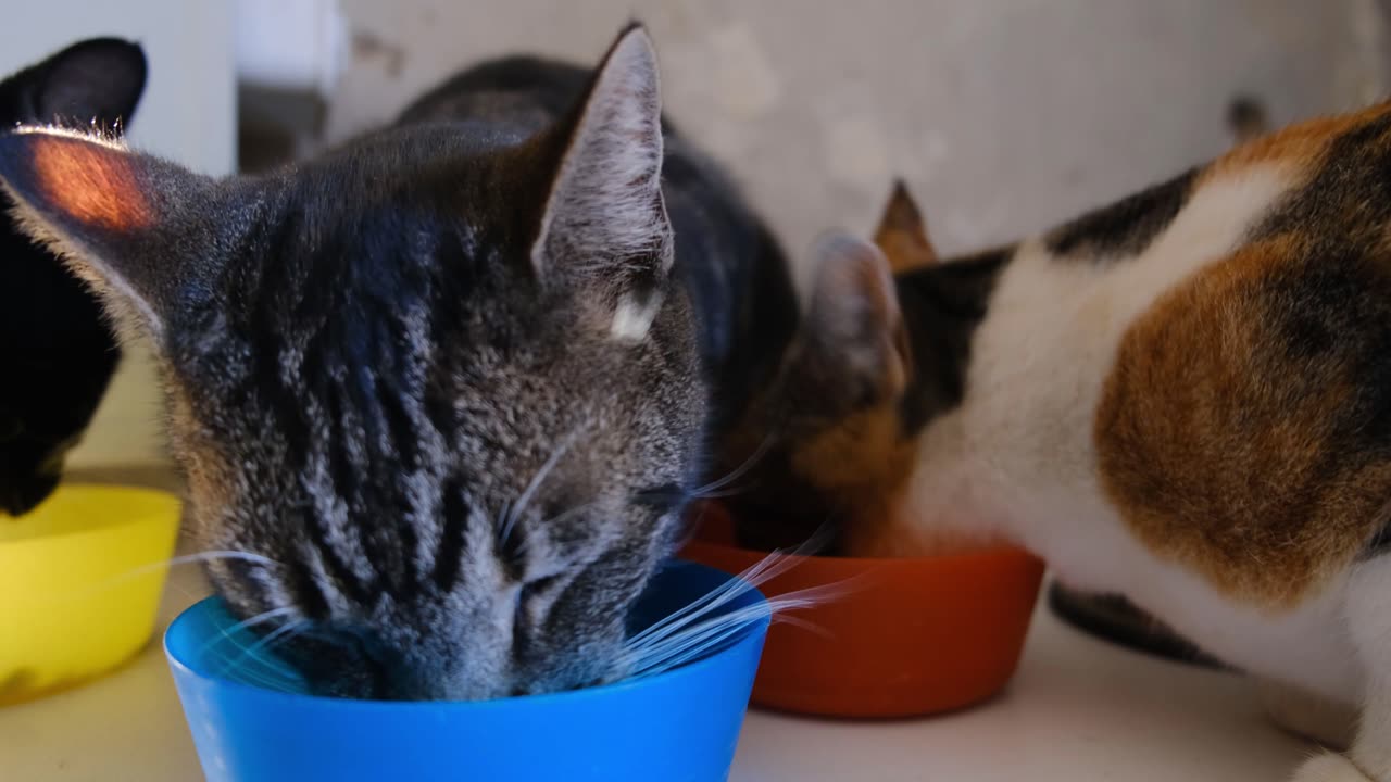 Hungry Cats Eating