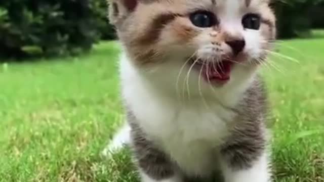 Cute cats and kittens (funny moment )