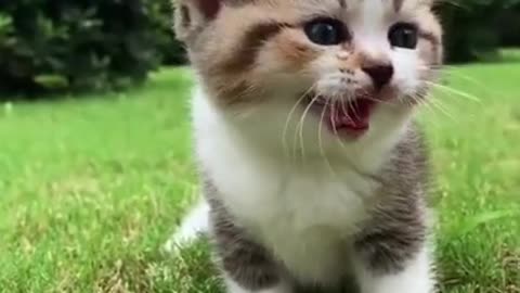 Cute cats and kittens (funny moment )