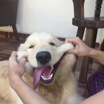 Cute baby animals Videos Compilation cutest moment of the animals - 🐶 Cutest Puppies #13