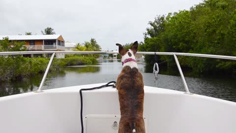 Dog on Boat Relaxing Mood