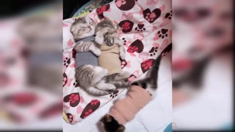 Cute and Funny Cat Video Compilation