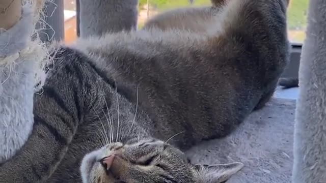 Cat being called by its owner, but it's too sleepy to hold its attention