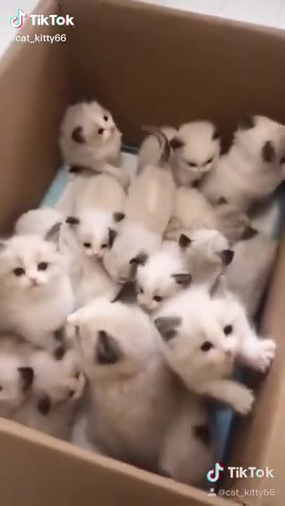 Kitty Cute Cats | Baby Cats