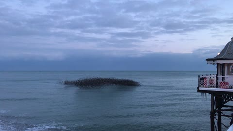 A Murmuration of Birds in Brighton