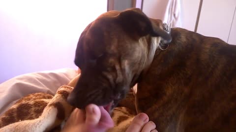 dog lick feet