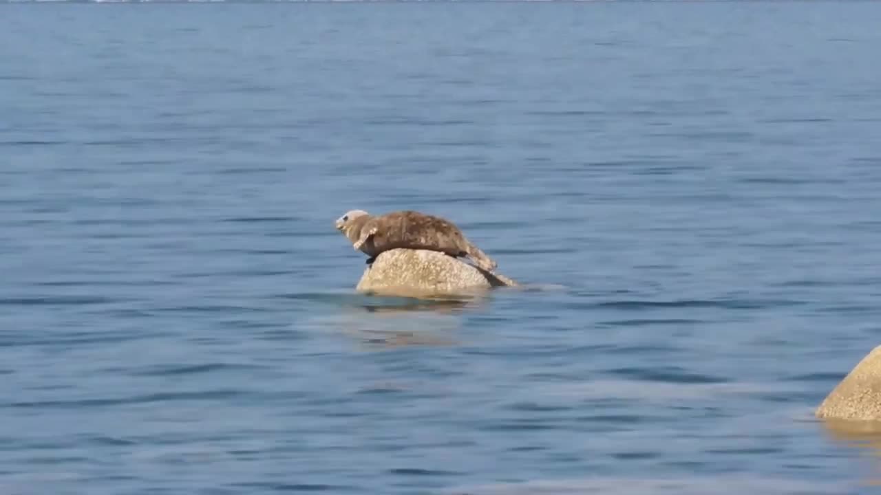 Pinniped video /Seals cute video in water /Leopard Seals Play and Hunt in water/ National Geographic