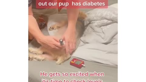 Cats and Dogs Doing the Funniest Things! 🐱🐶🤣